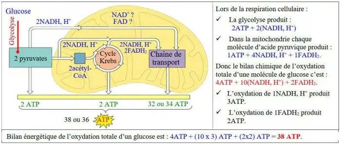 Libération de l'énergie emmagasinée dans la matière organique